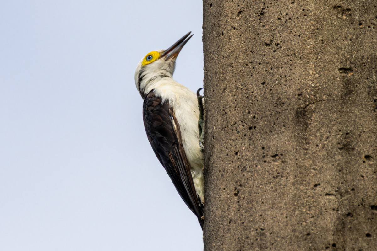 datel běloprsý - ML634159411