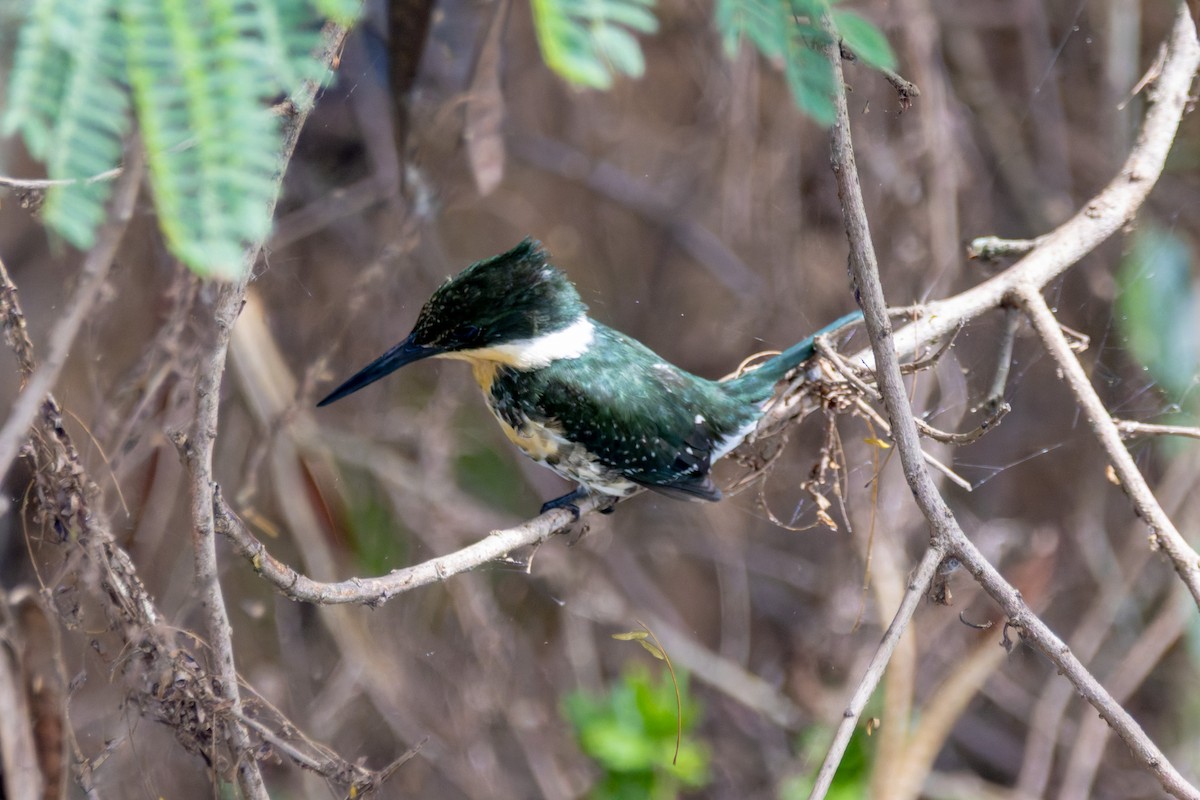 rybařík zelený - ML634159424