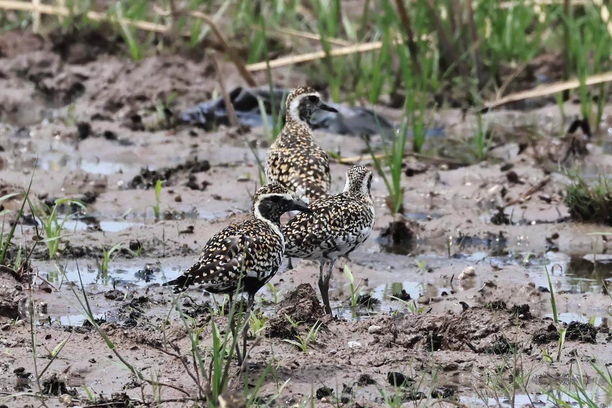 Pacific Golden-Plover - ML634159640