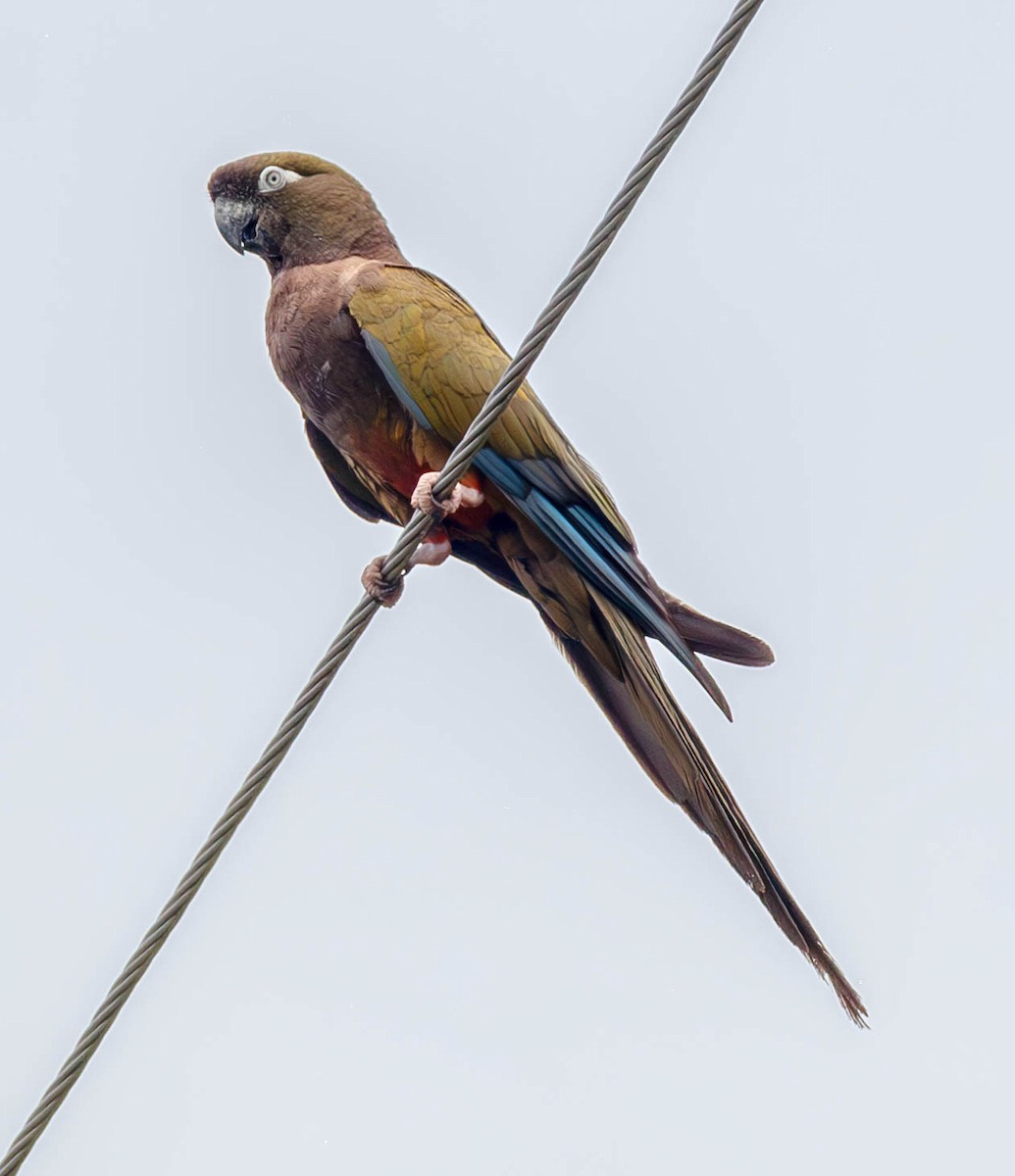 Burrowing Parakeet - ML634159646