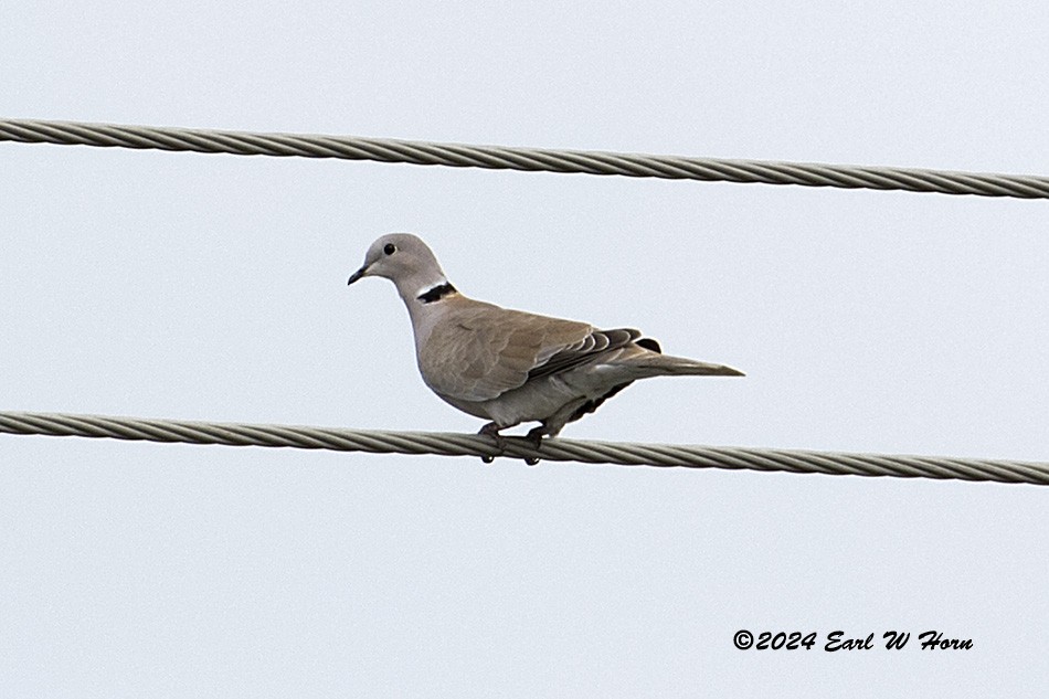 Буулгат хүүрзгэнэ - ML634159788