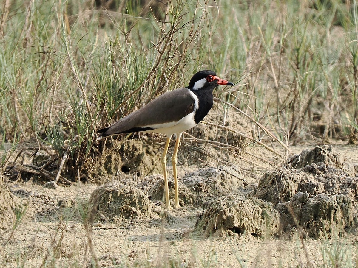 Red-wattled Lapwing - ML634159847