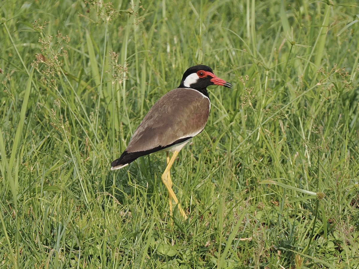 Red-wattled Lapwing - ML634159849