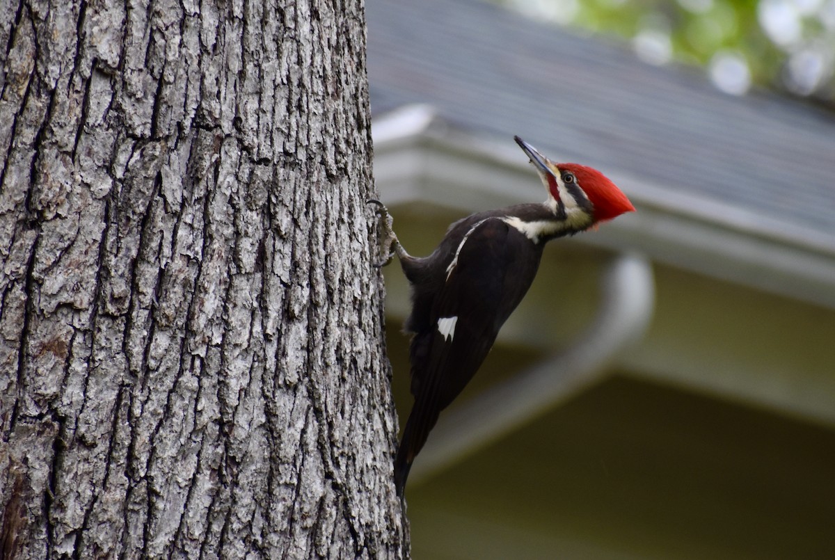 Pileated Woodpecker - ML634159859
