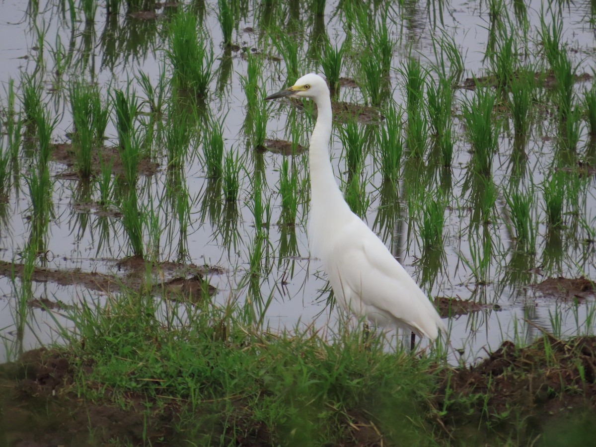Medium Egret - ML634159861