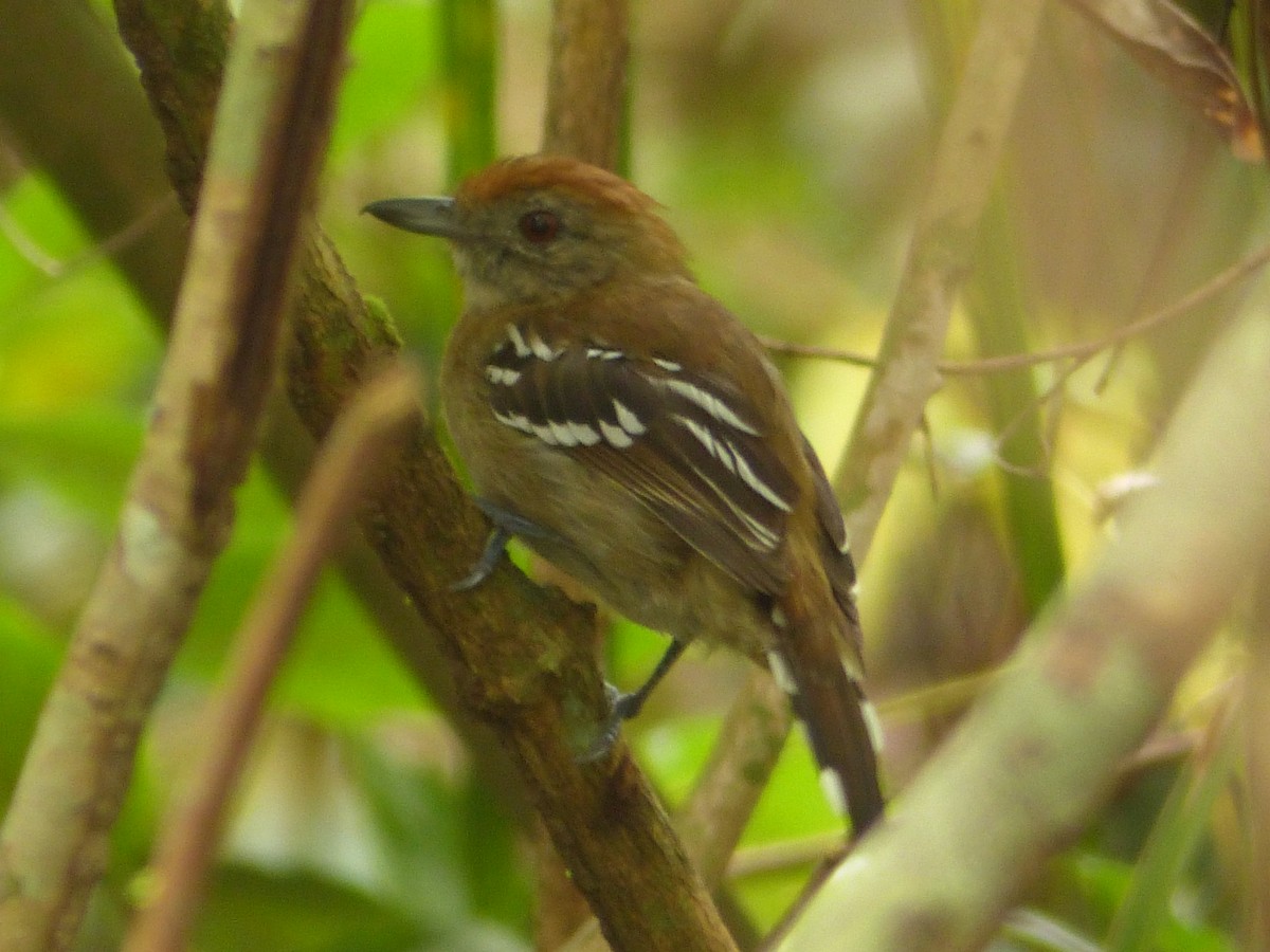 Natterer's Slaty-Antshrike - ML634159862