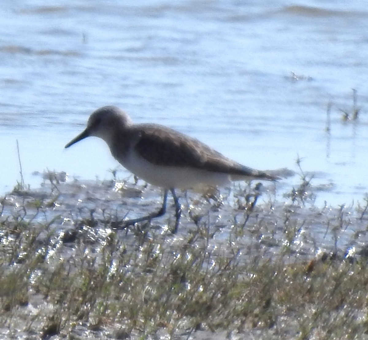 Little Stint - ML634159863