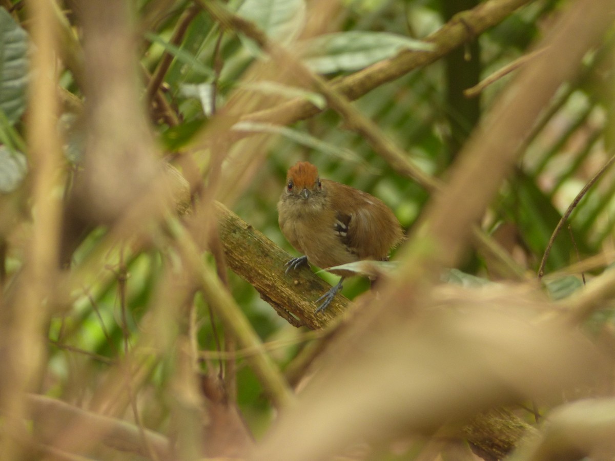 Natterer's Slaty-Antshrike - ML634159864