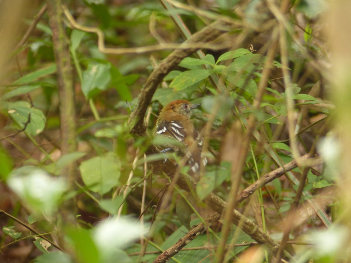 Natterer's Slaty-Antshrike - ML634159865