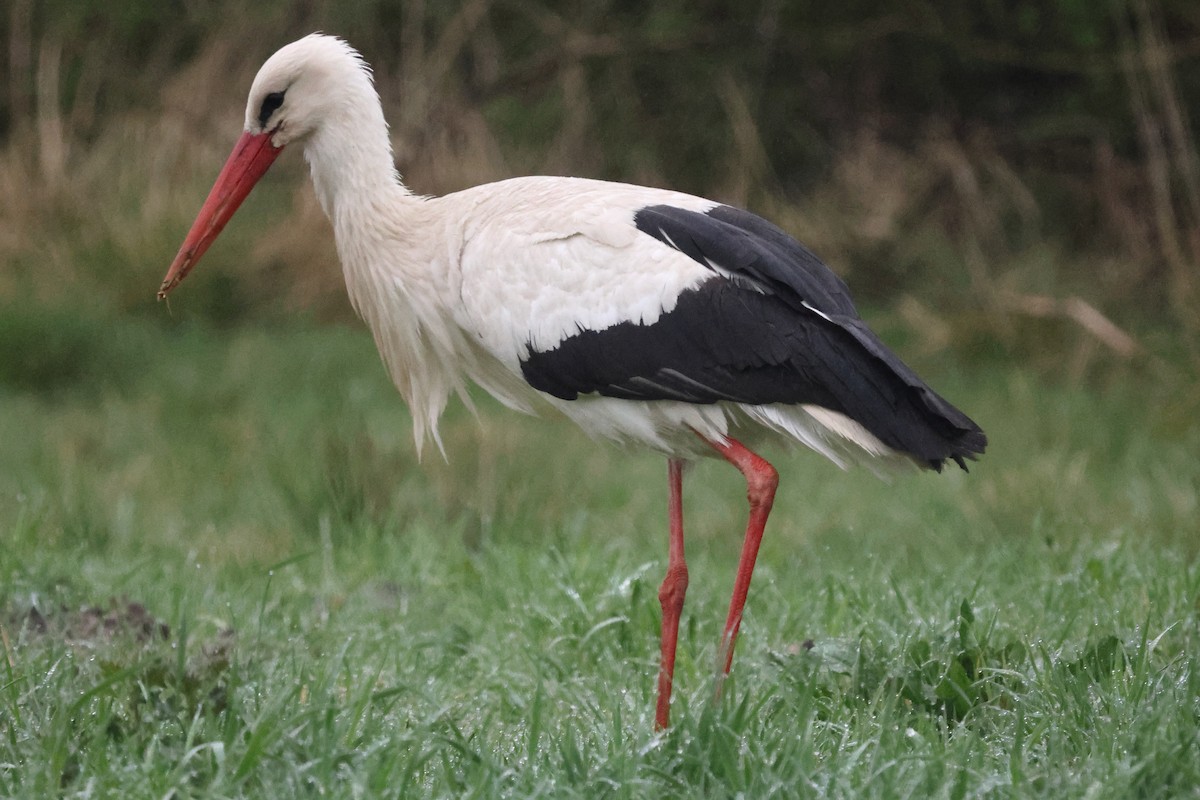 White Stork - ML634159866