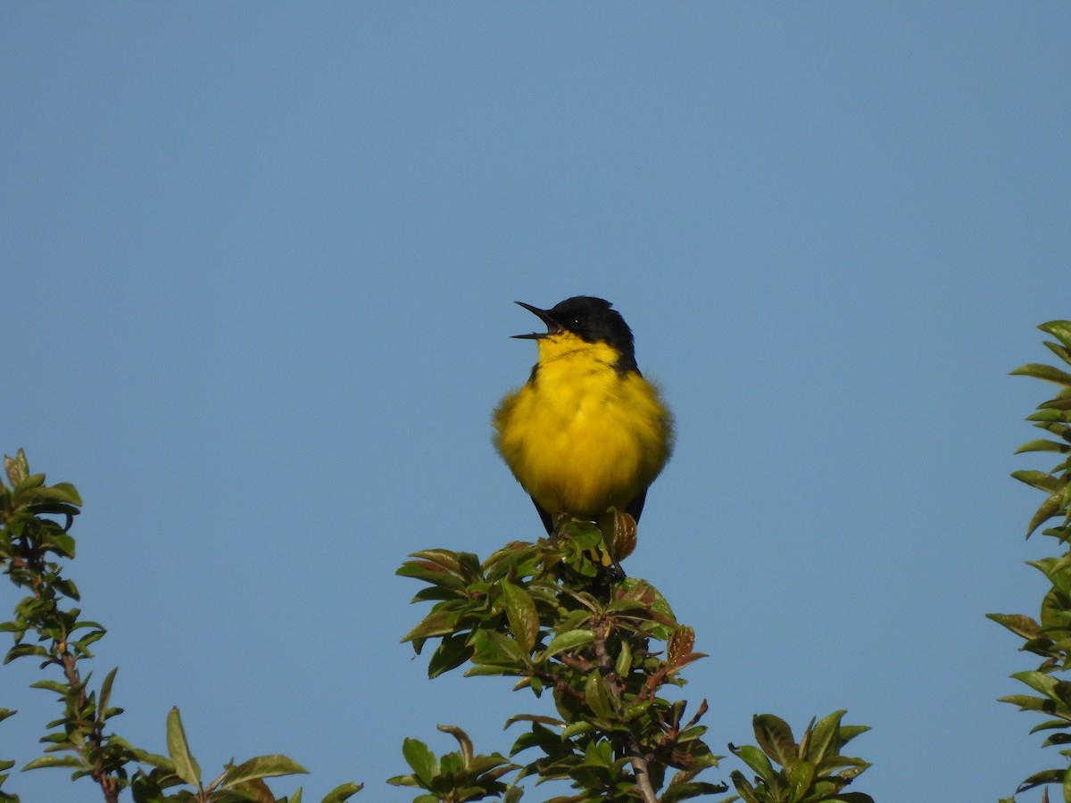 Western Yellow Wagtail - ML634159867