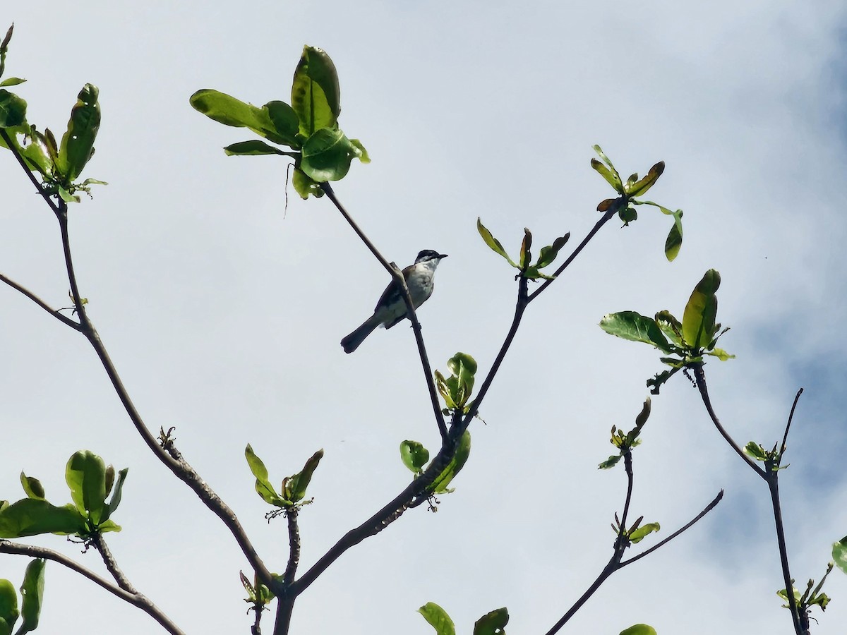 Styan's Bulbul - ML634159868