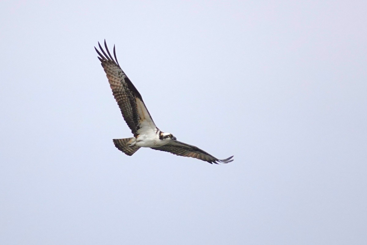 Osprey - ML634159869