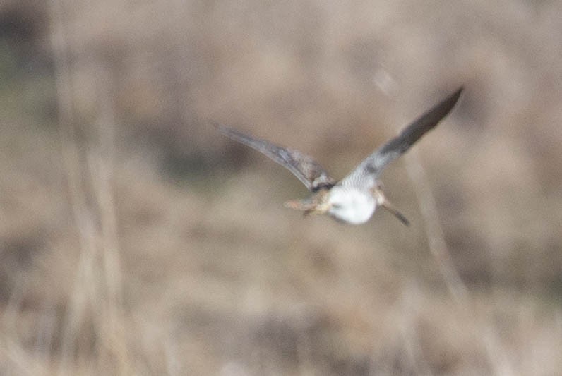 Wilson's Snipe - ML634159870