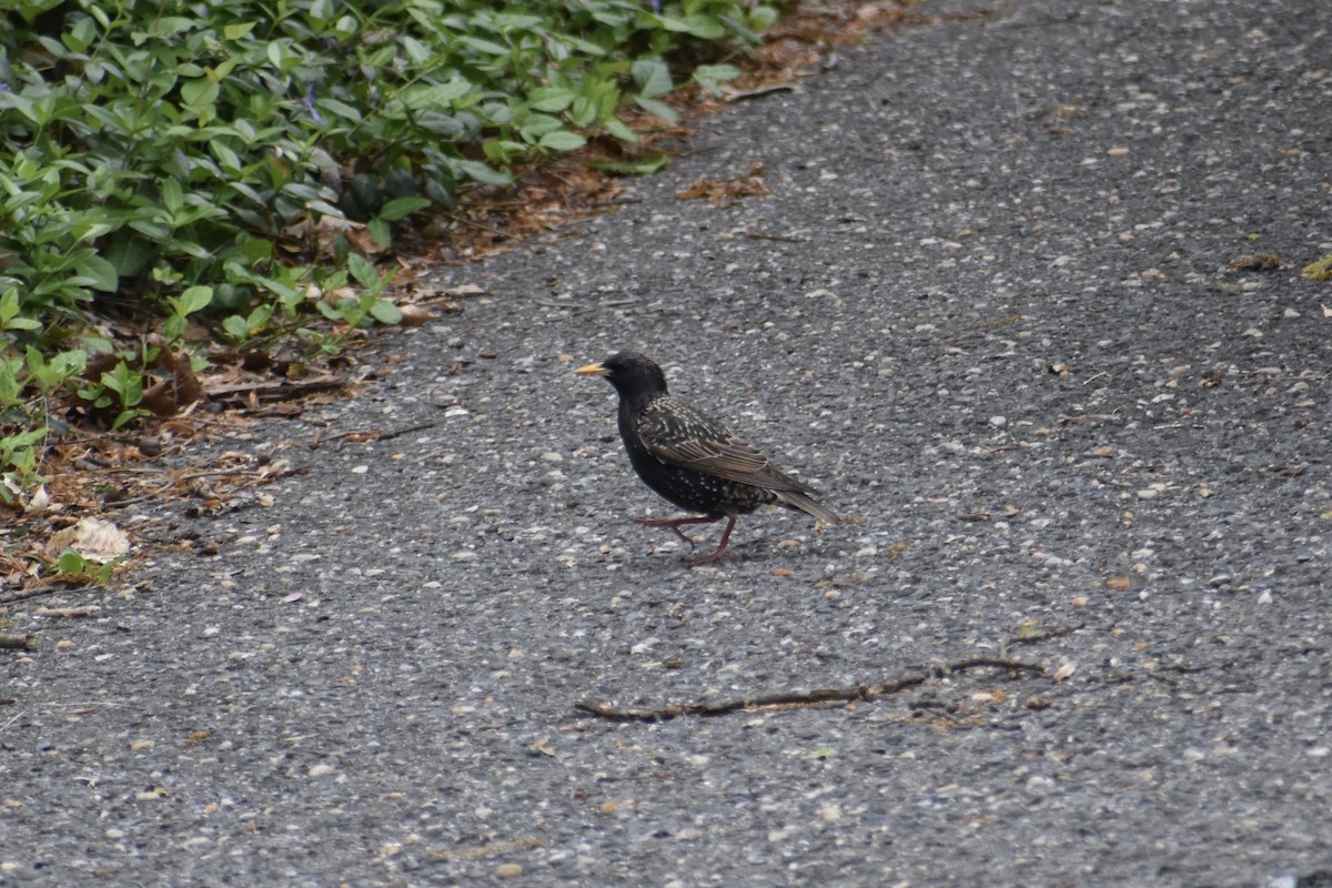 European Starling - ML634159875