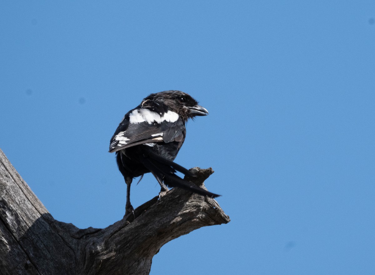 Magpie Shrike - ML634159876