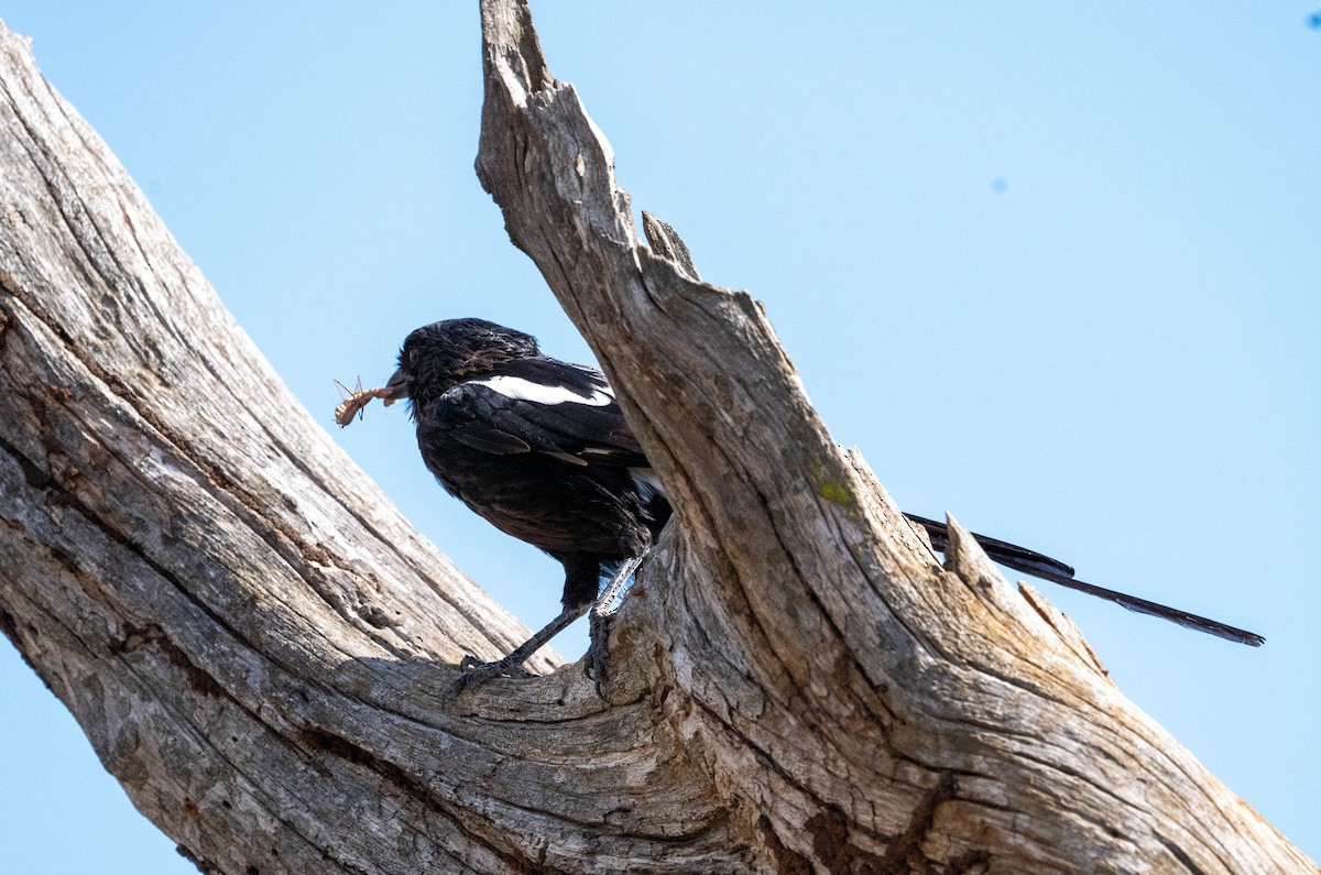 Magpie Shrike - ML634159877