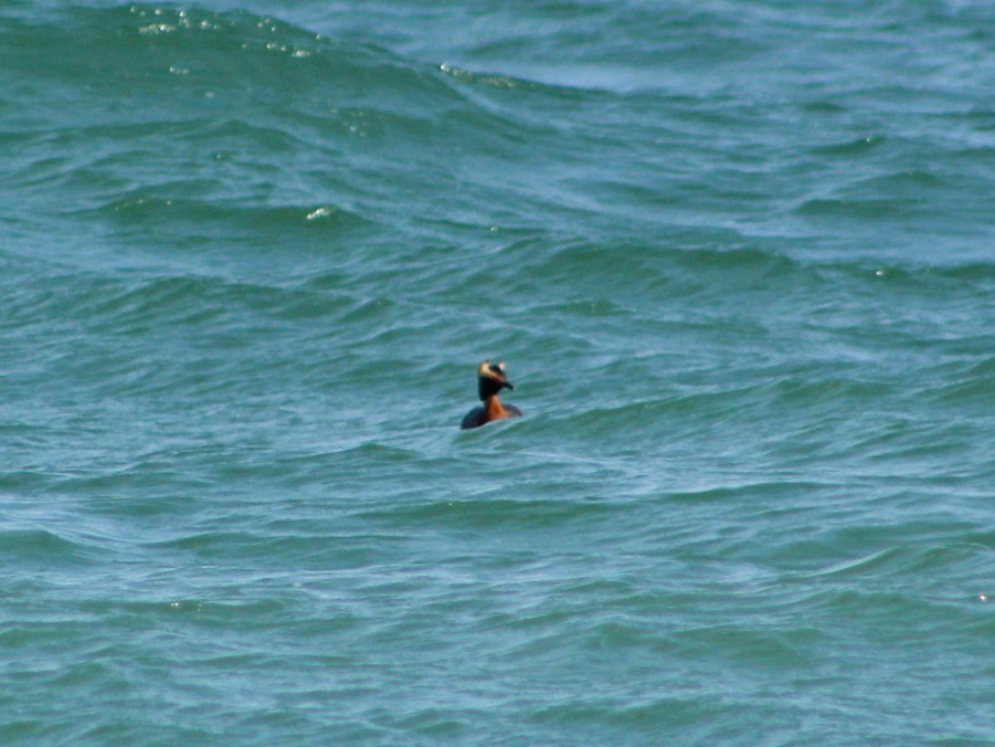 Horned Grebe - ML634159878