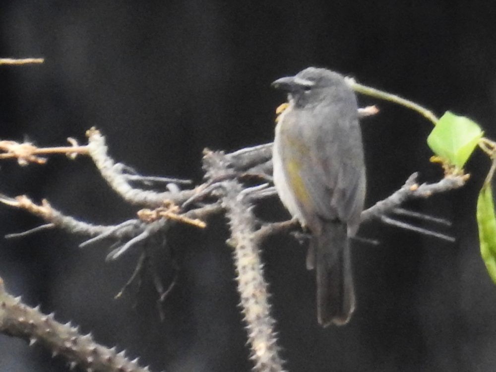 Olive-gray Saltator - ML634159880