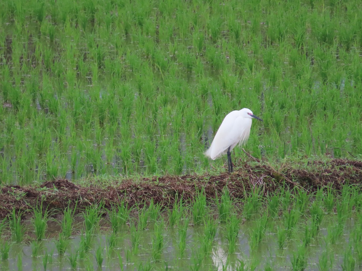 Little Egret - ML634159882