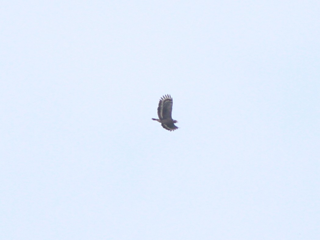 Crested Serpent-Eagle - ML634159884