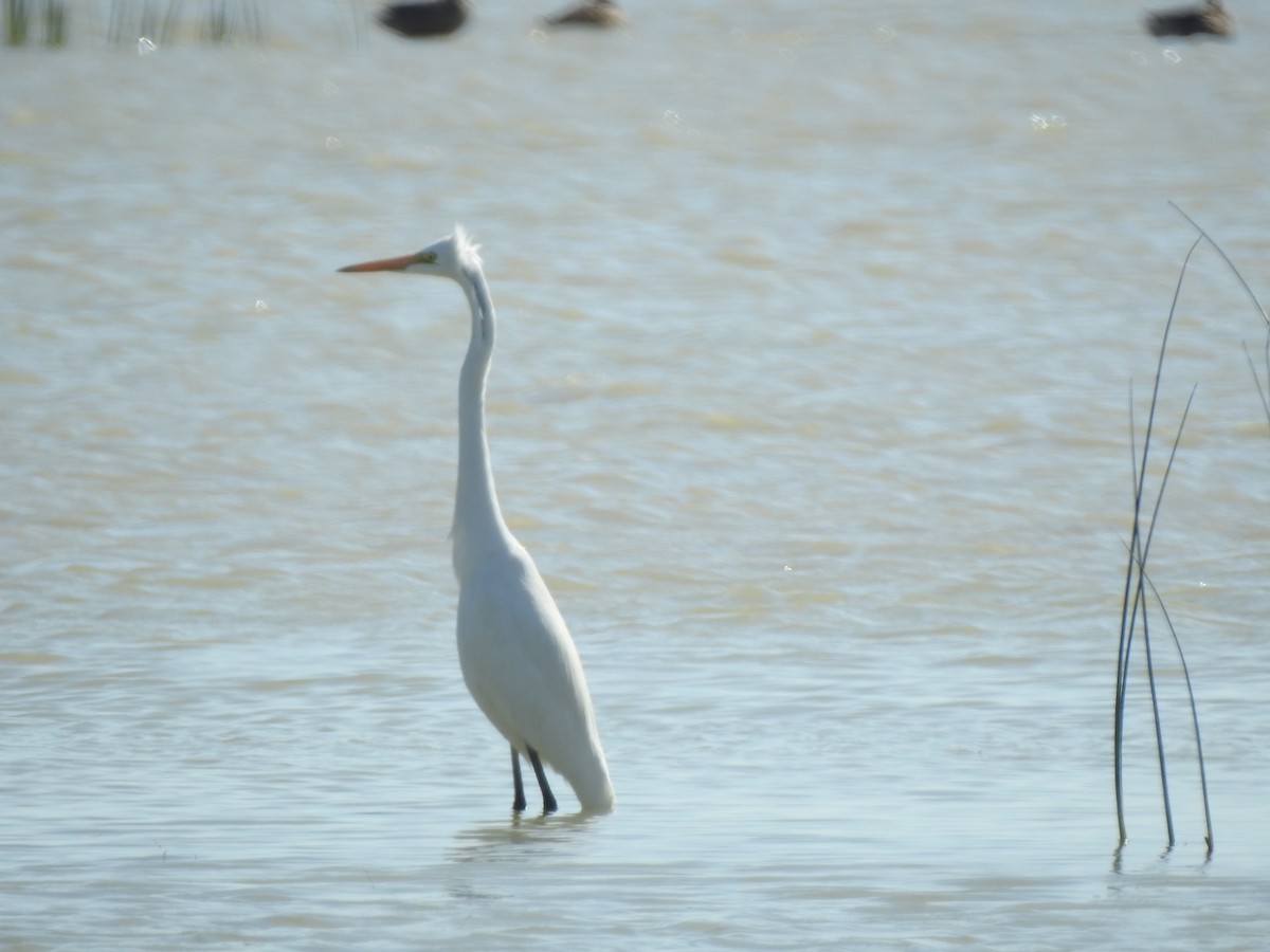 Great Egret - ML634159897