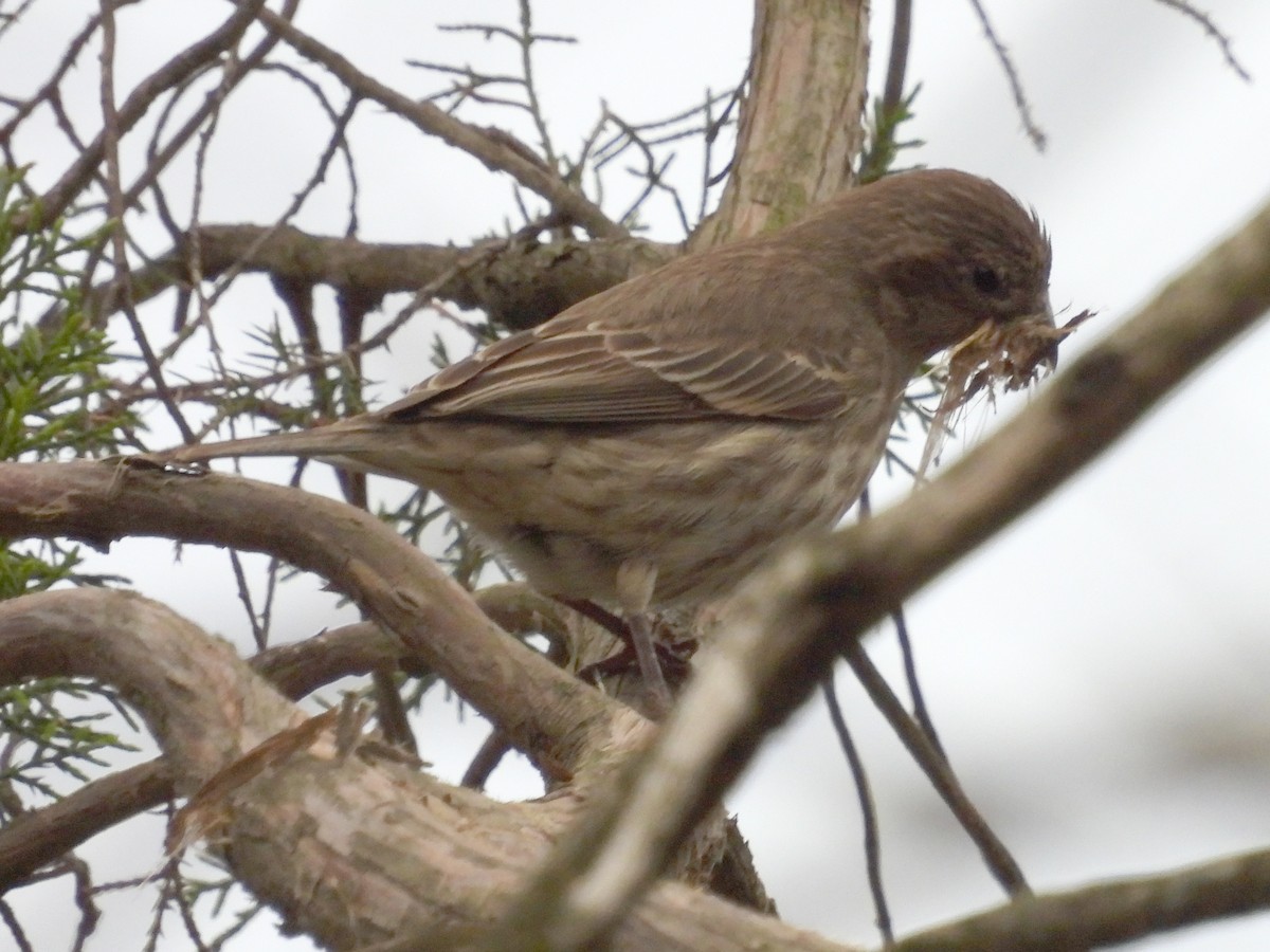House Finch - ML634159899