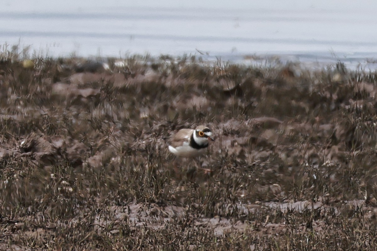 Little Ringed Plover - ML634159957