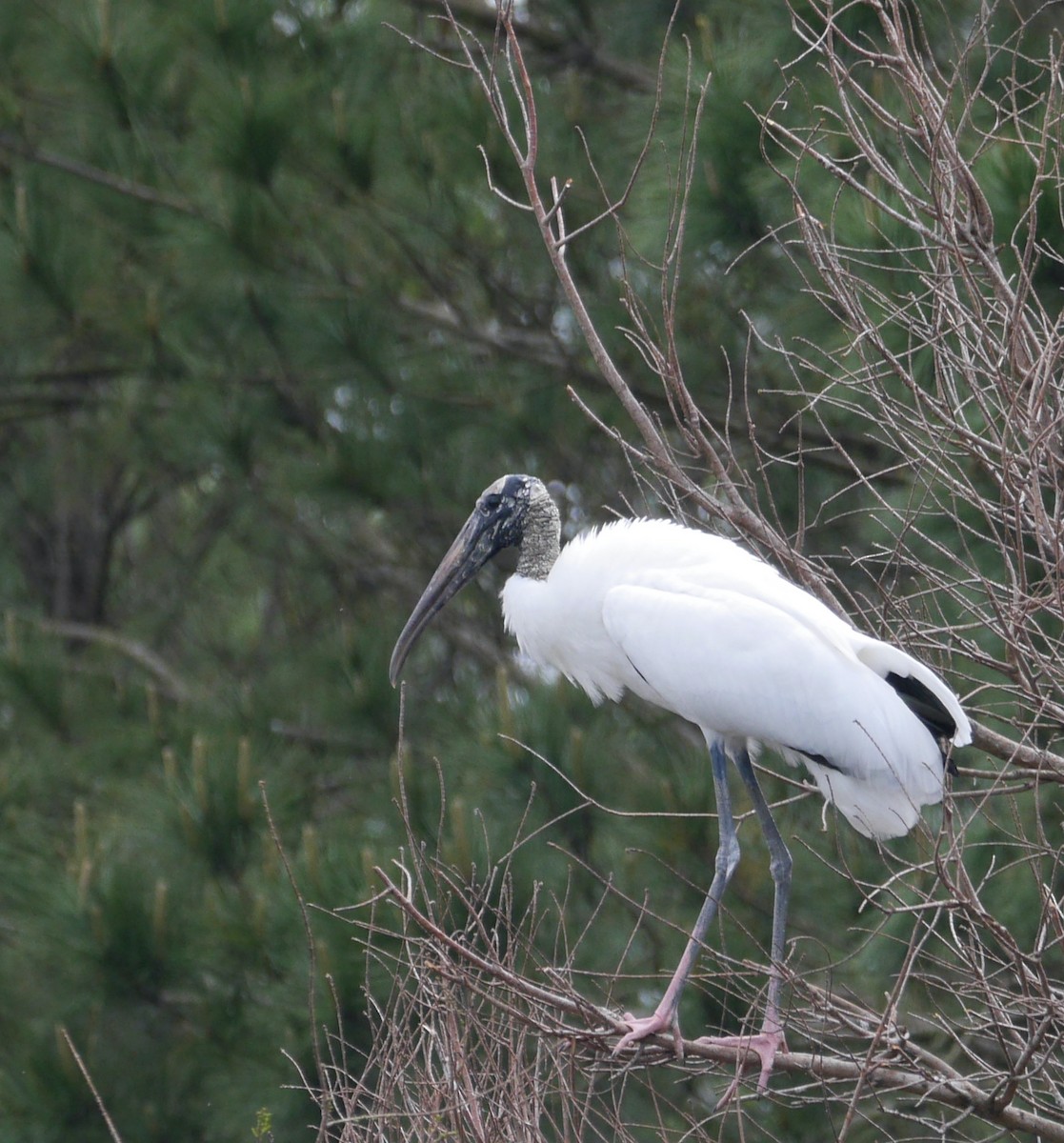 Wood Stork - ML634160033