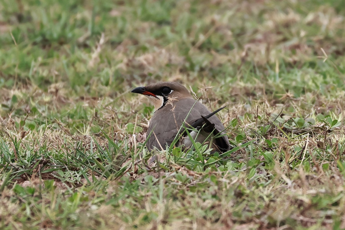 Oriental Pratincole - ML634160049