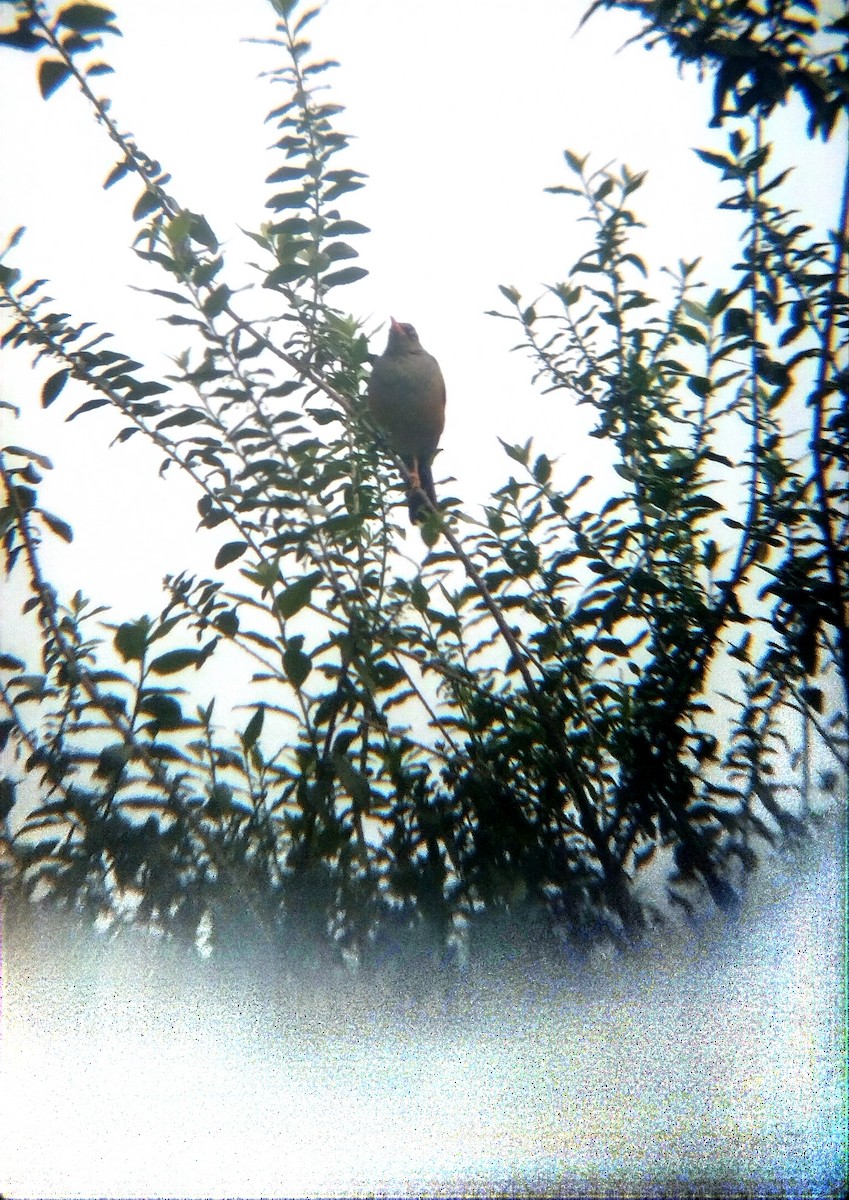 Abyssinian Thrush - ML634160050