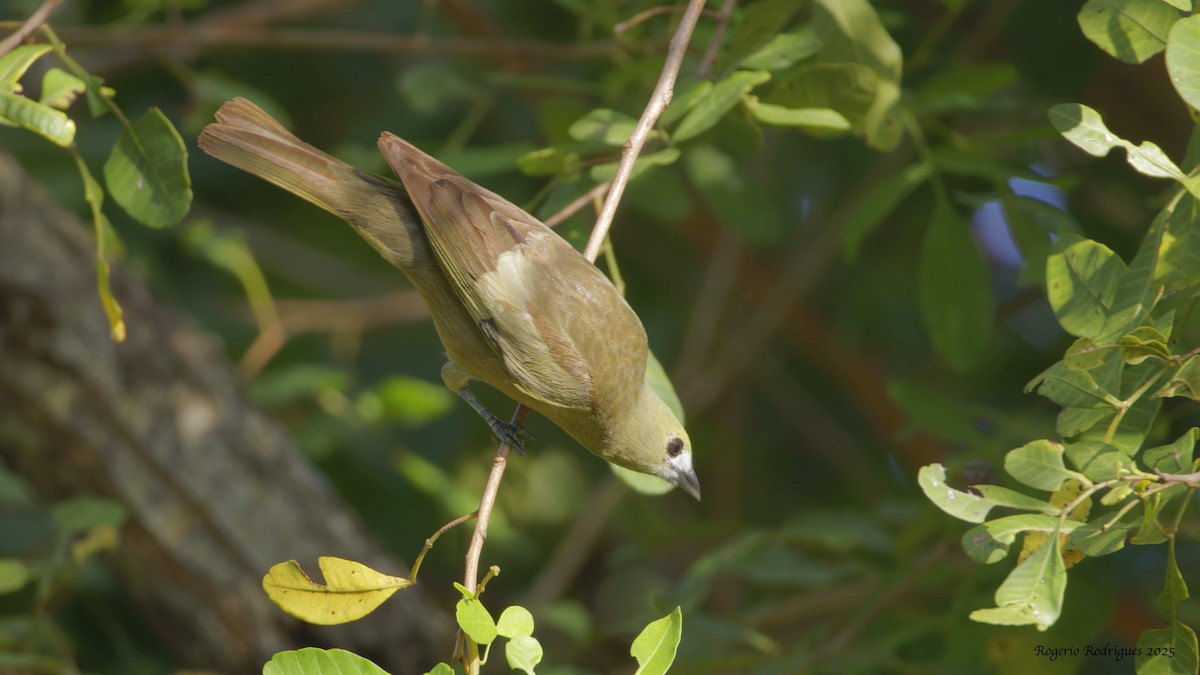 Palm Tanager - ML634160075