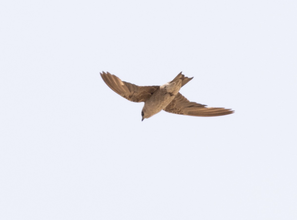 Peruvian Martin - ML634160081