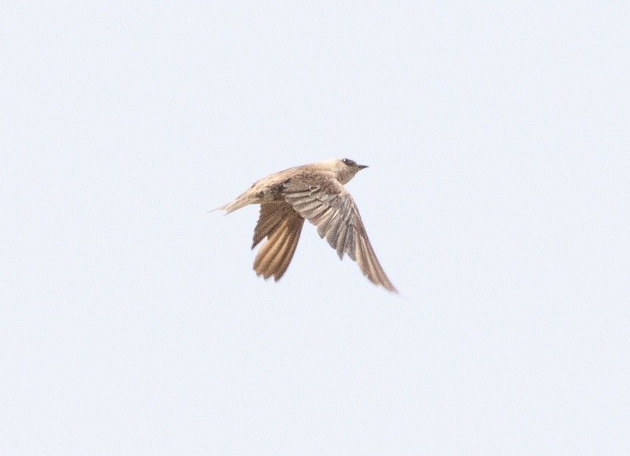 Peruvian Martin - ML634160086