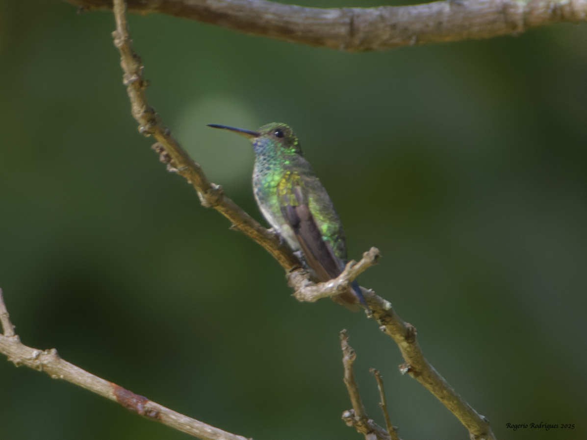 Blue-chinned Sapphire - ML634160150