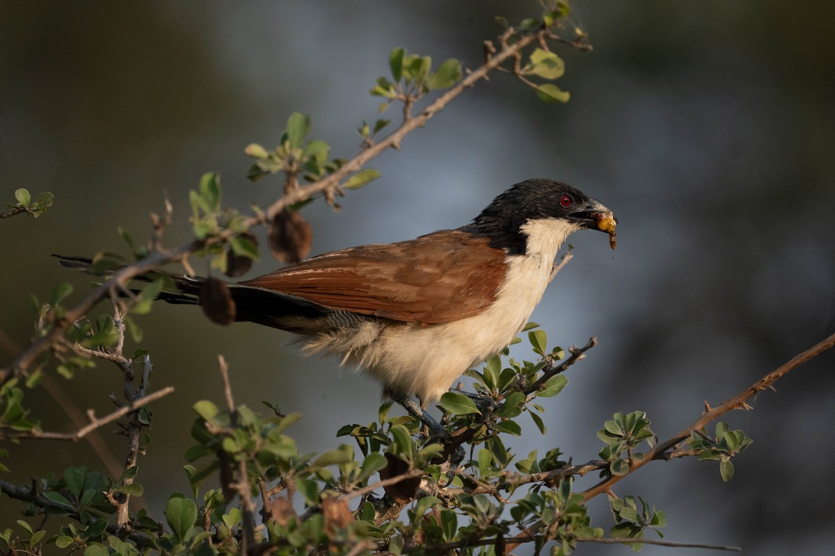 Burchell's Coucal - ML634160239