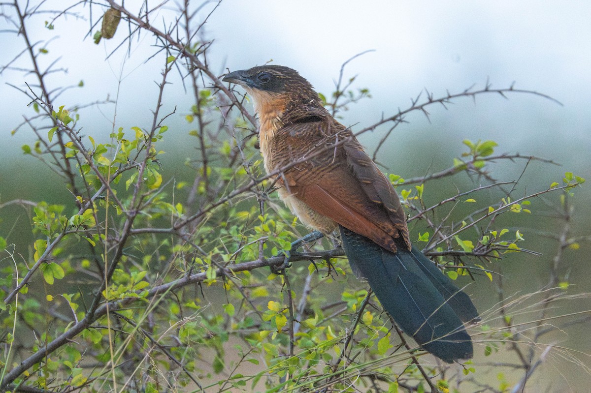 Burchell's Coucal - ML634160241