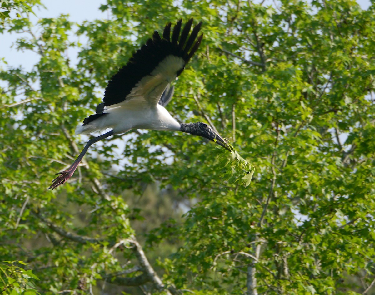Wood Stork - ML634160242
