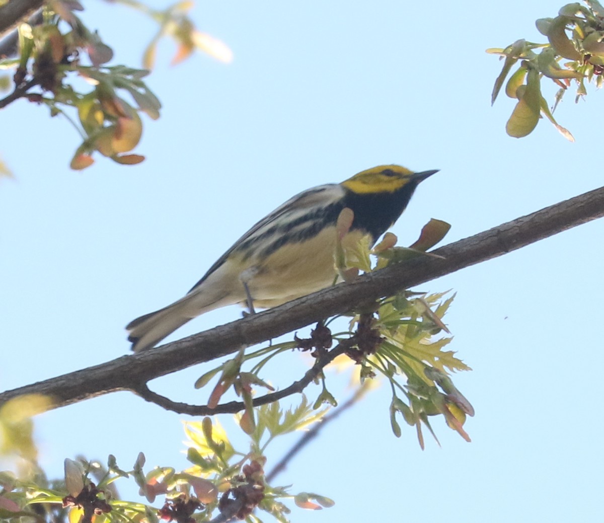 Black-throated Green Warbler - ML634160259
