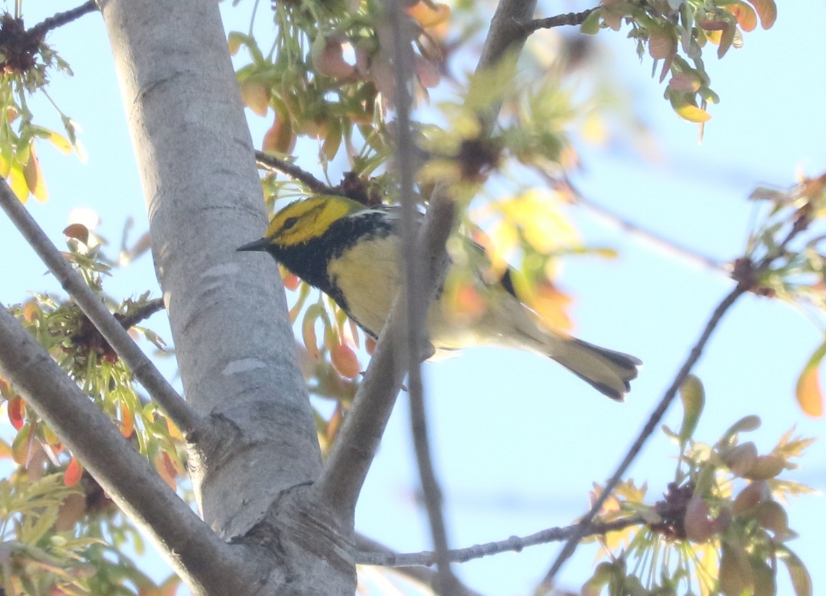 Black-throated Green Warbler - ML634160260