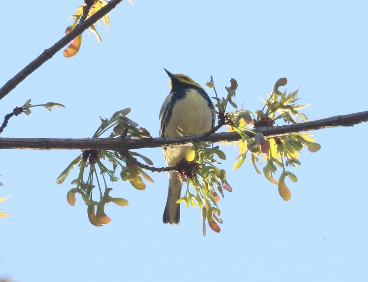 Black-throated Green Warbler - ML634160261