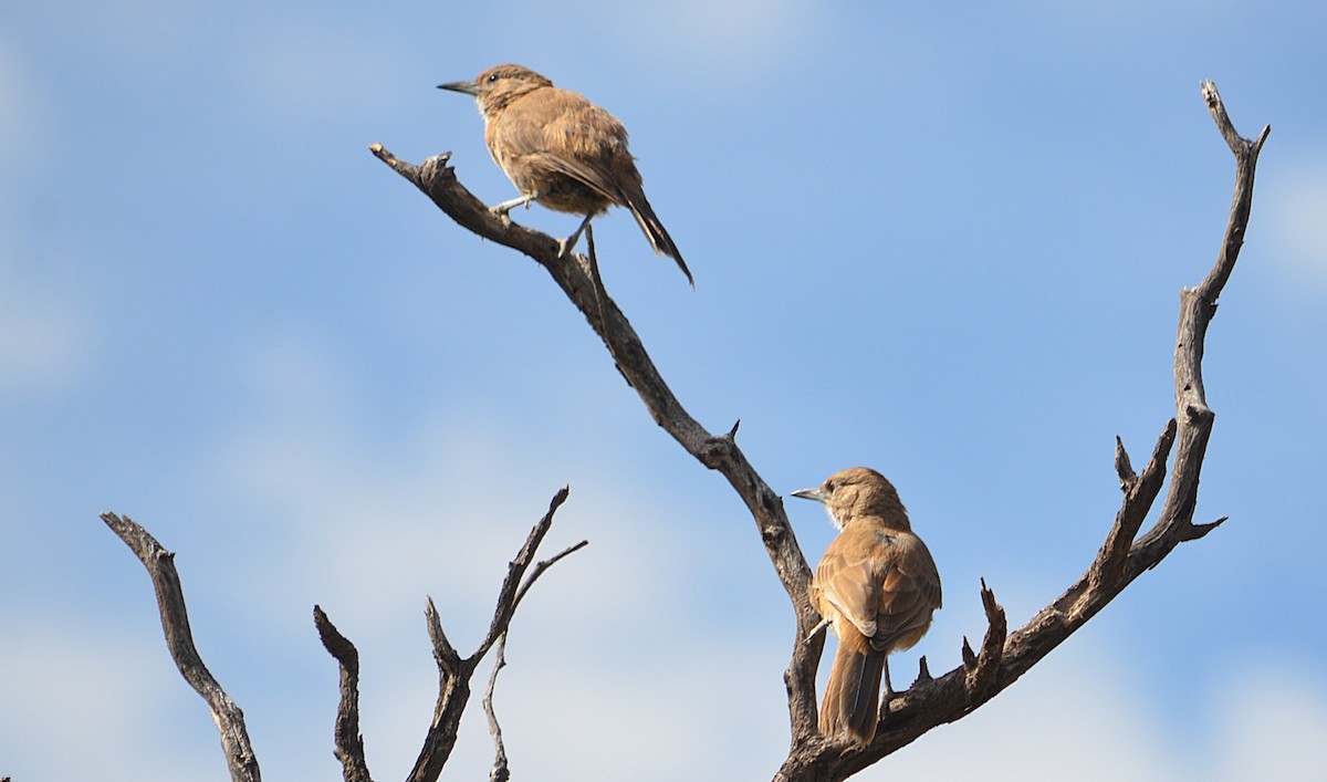 White-throated Cacholote - ML634160277