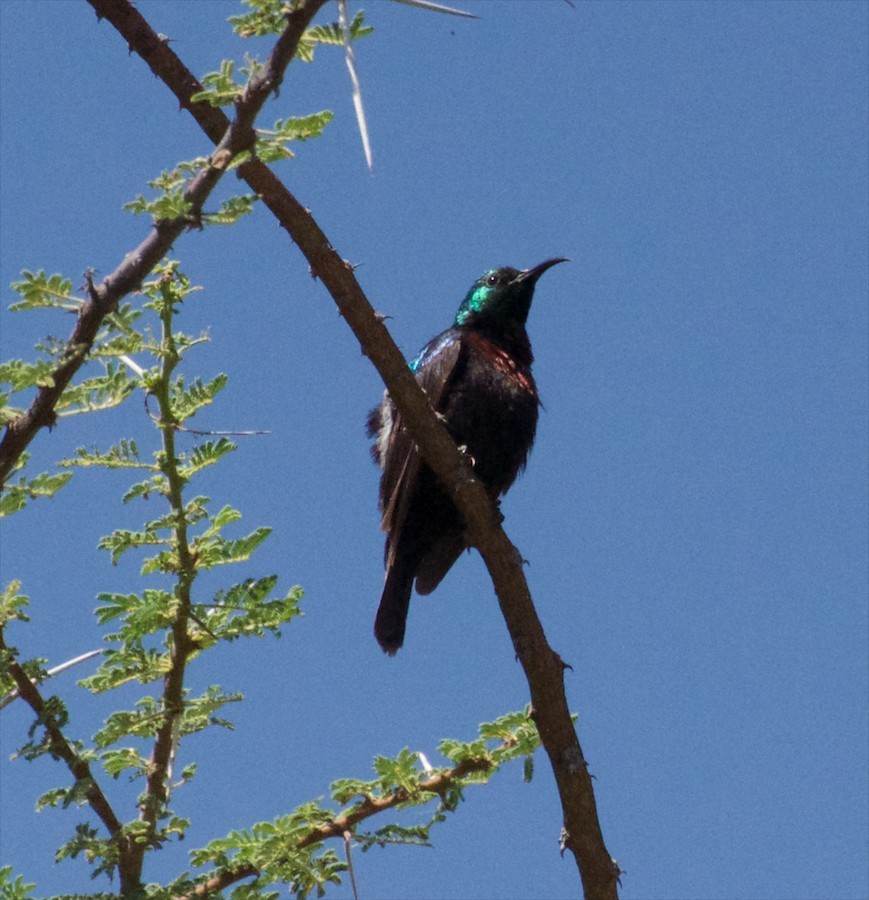 Tsavo Sunbird - ML634160299