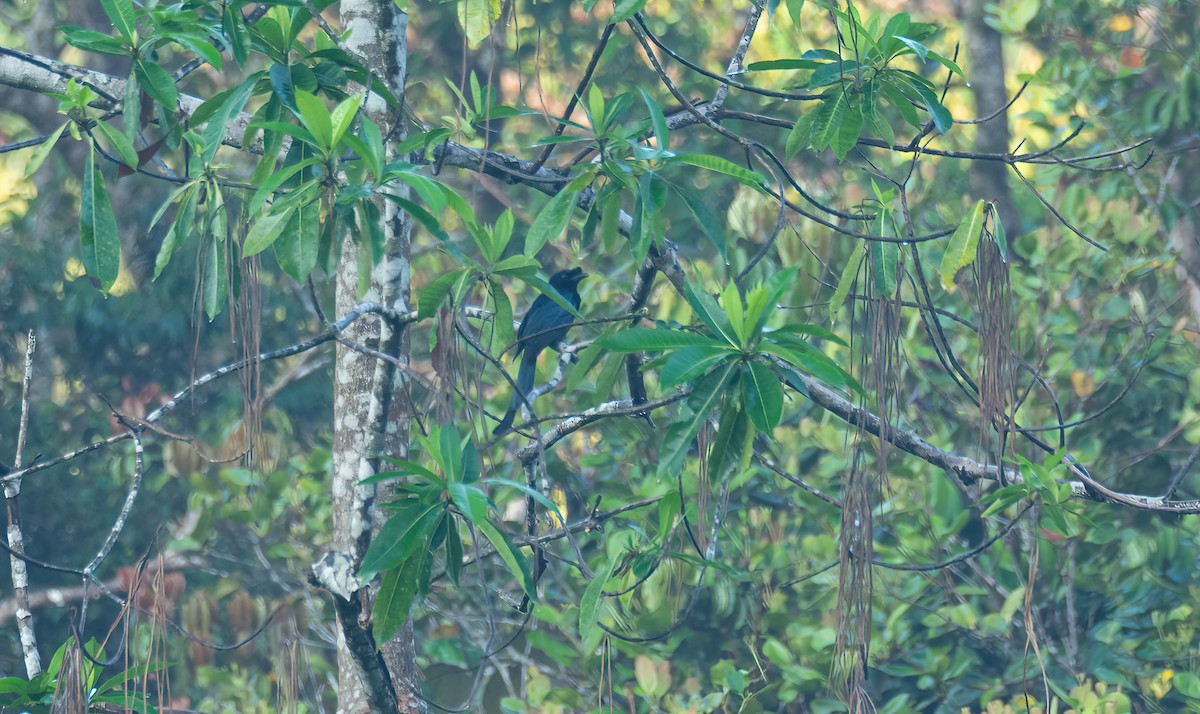 Sri Lanka Drongo - ML634160310