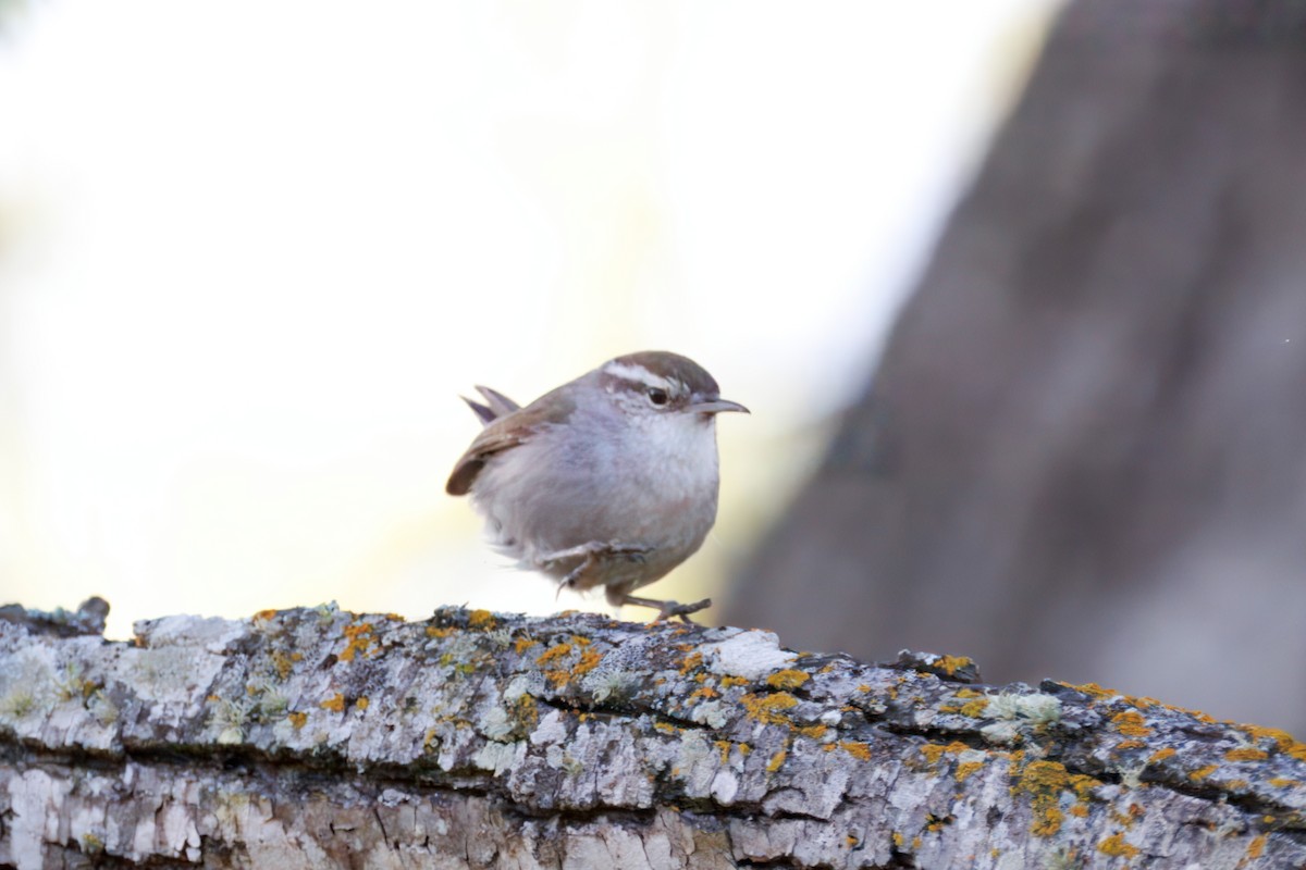 Bewick's Wren - ML634160369