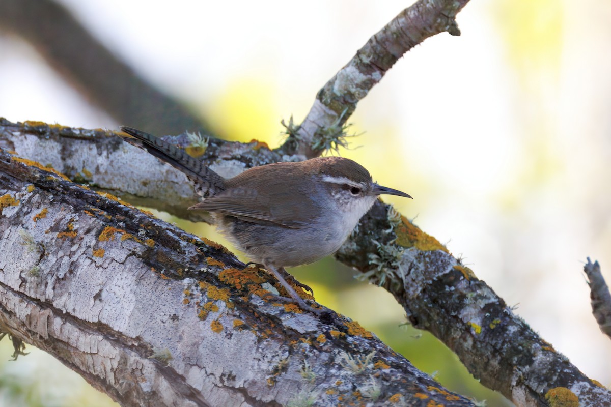 Bewick's Wren - ML634160370