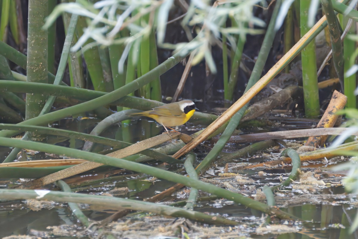 Common Yellowthroat - ML634160396