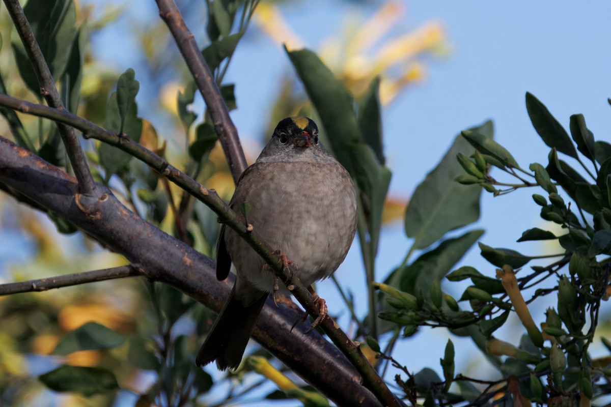 Golden-crowned Sparrow - ML634160440