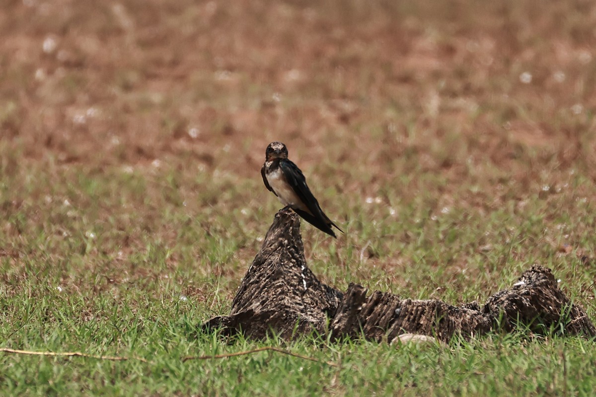 Barn Swallow - ML634160460