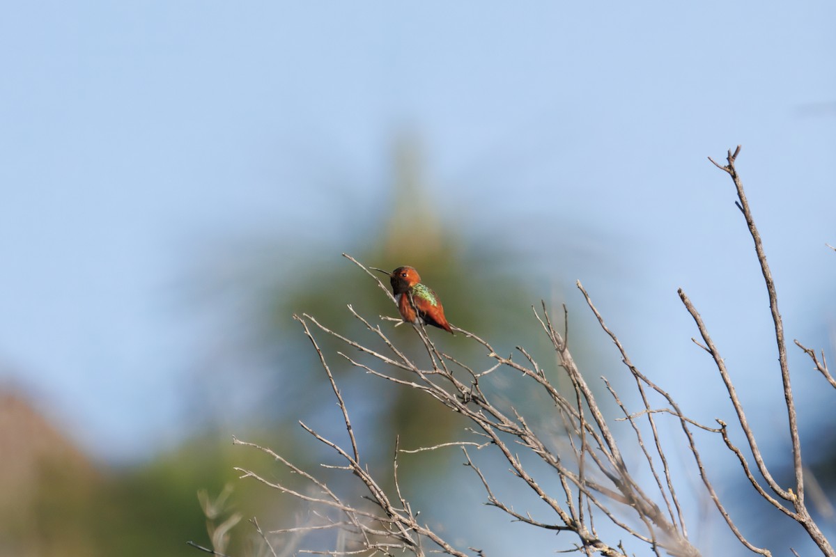 Allen's Hummingbird - ML634160476